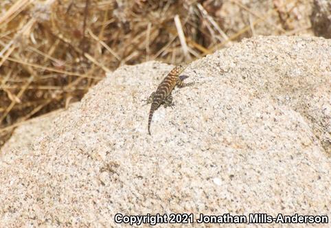 Granite Spiny Lizard (Sceloporus orcutti)