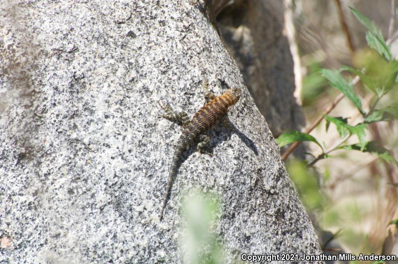 Granite Spiny Lizard (Sceloporus orcutti)