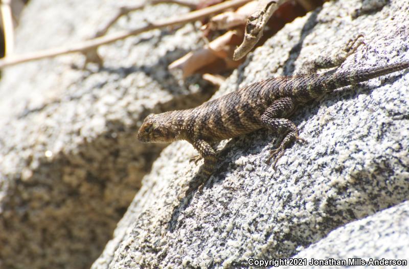 Granite Spiny Lizard (Sceloporus orcutti)