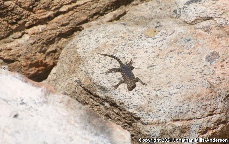 Granite Spiny Lizard (Sceloporus orcutti)