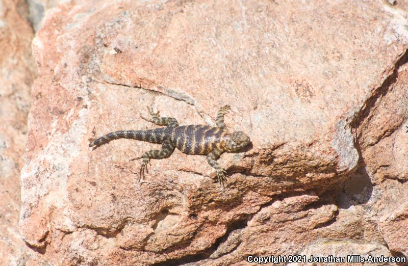 Granite Spiny Lizard (Sceloporus orcutti)