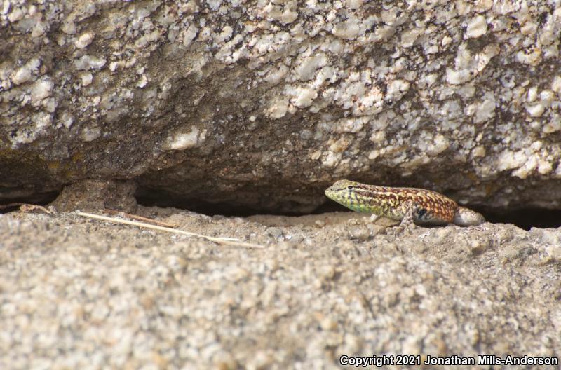 Western Side-blotched Lizard (Uta stansburiana elegans)