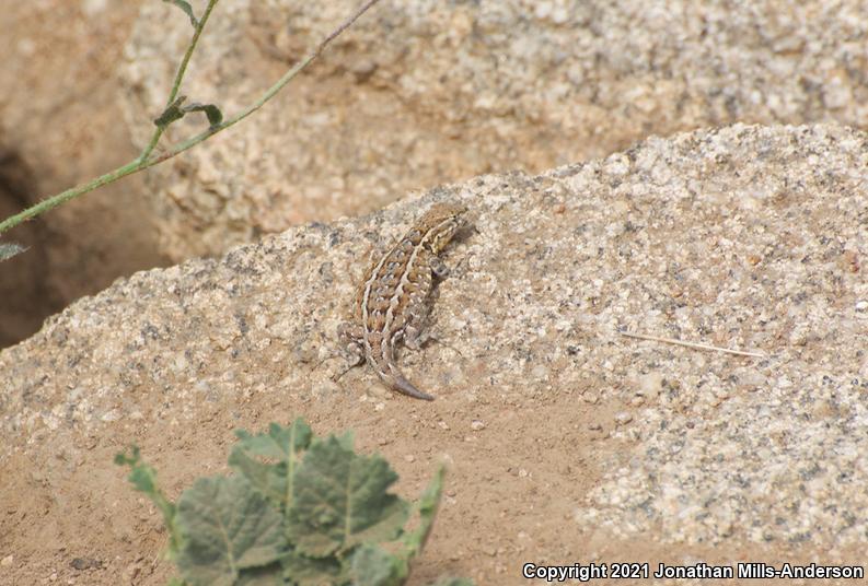 Western Side-blotched Lizard (Uta stansburiana elegans)