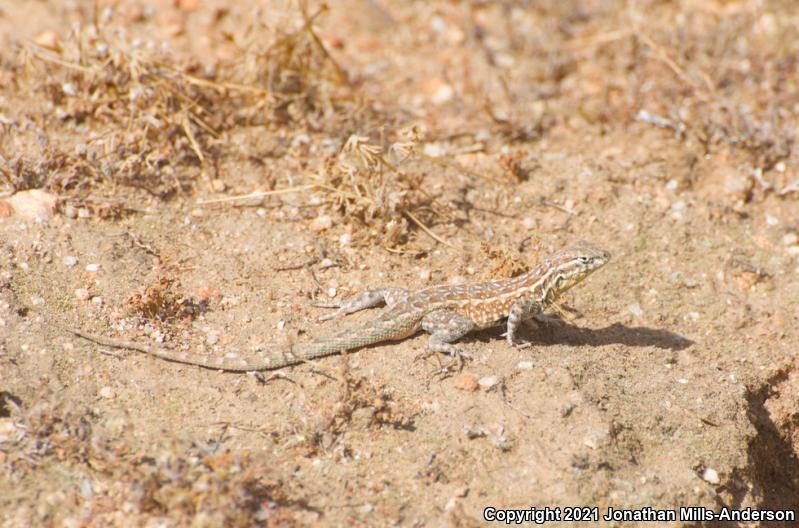 Western Side-blotched Lizard (Uta stansburiana elegans)