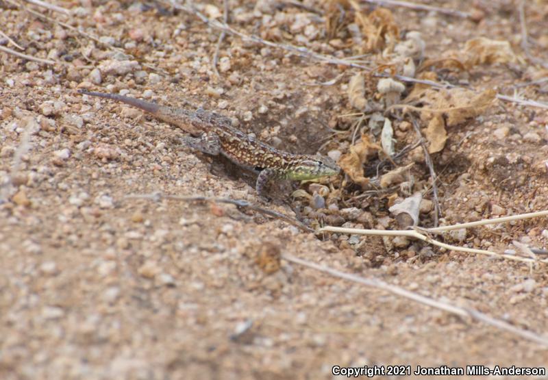 Western Side-blotched Lizard (Uta stansburiana elegans)