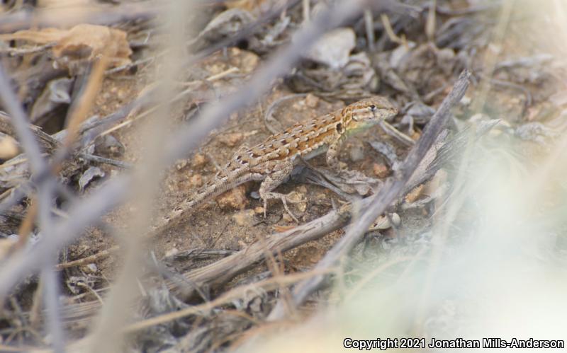 Western Side-blotched Lizard (Uta stansburiana elegans)