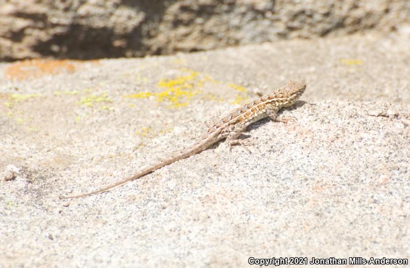 Western Side-blotched Lizard (Uta stansburiana elegans)