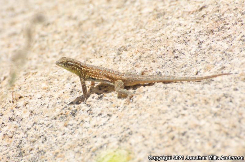 Western Side-blotched Lizard (Uta stansburiana elegans)