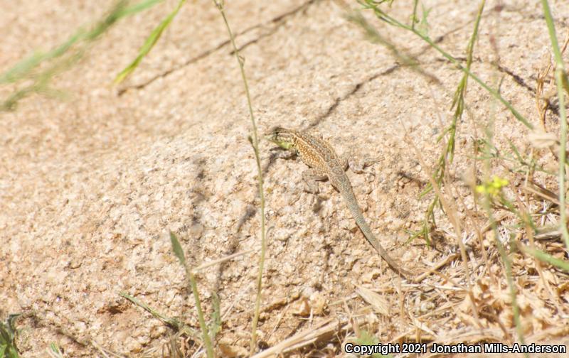 Western Side-blotched Lizard (Uta stansburiana elegans)