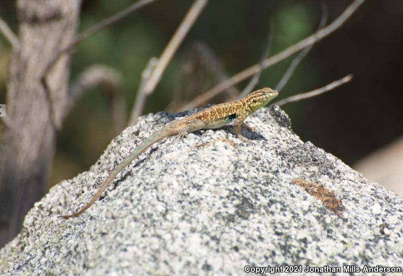 Western Side-blotched Lizard (Uta stansburiana elegans)