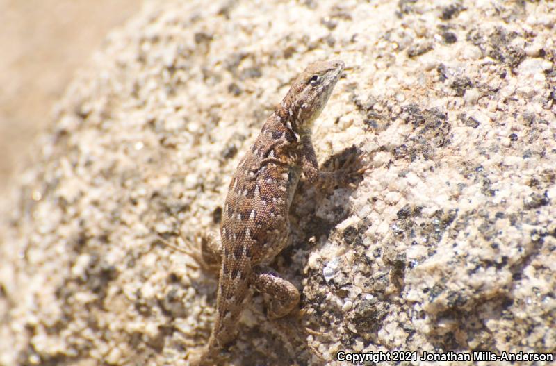 Western Side-blotched Lizard (Uta stansburiana elegans)