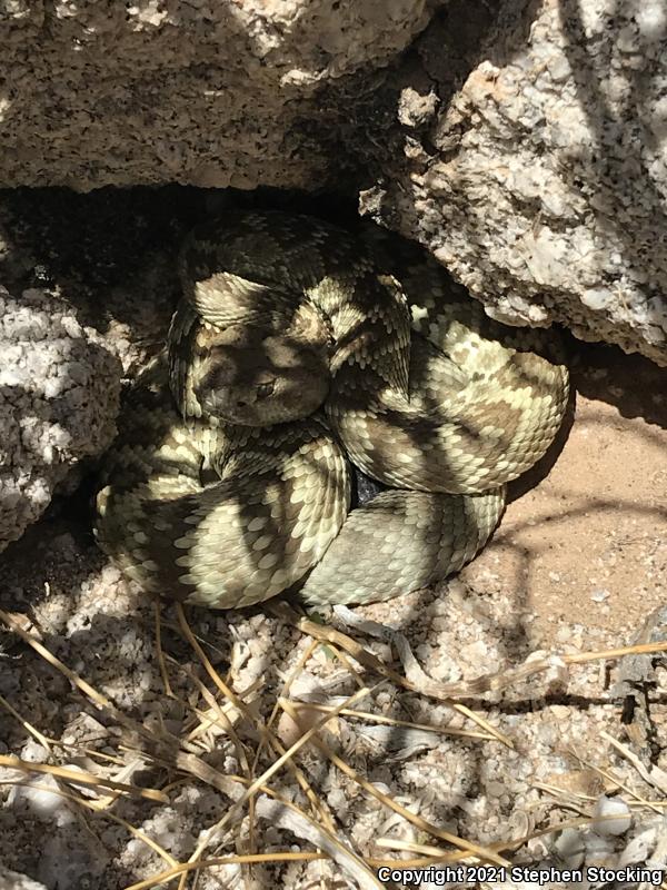 Northern Black-tailed Rattlesnake (Crotalus molossus molossus)