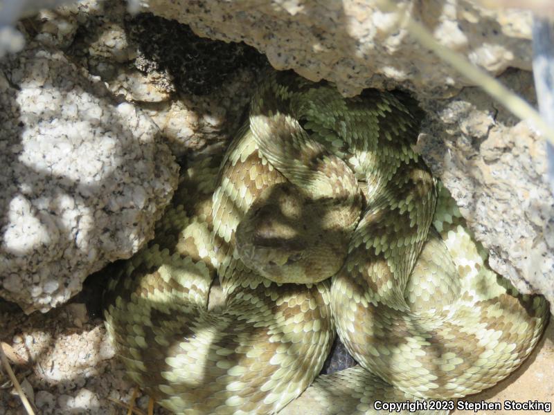 Northern Black-tailed Rattlesnake (Crotalus molossus molossus)