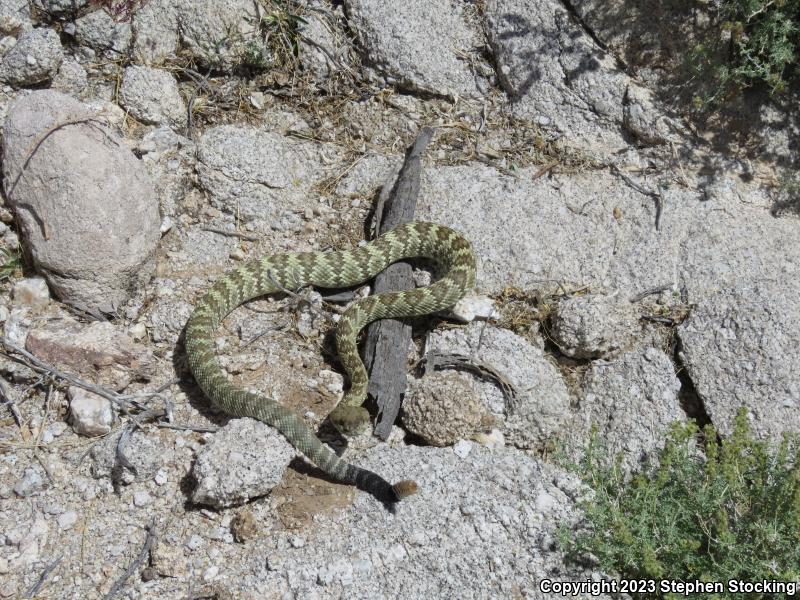 Northern Black-tailed Rattlesnake (Crotalus molossus molossus)