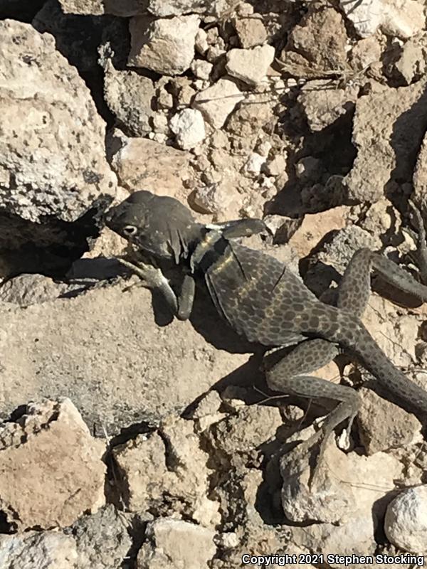 Great Basin Collared Lizard (Crotaphytus bicinctores)