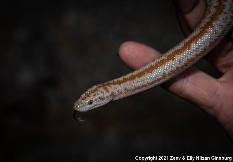 Coastal Rosy Boa (Lichanura trivirgata roseofusca)