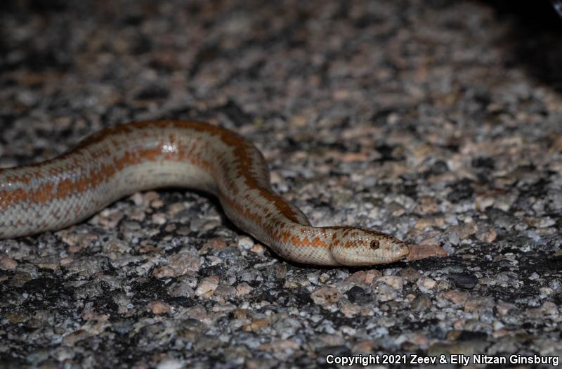 Coastal Rosy Boa (Lichanura trivirgata roseofusca)