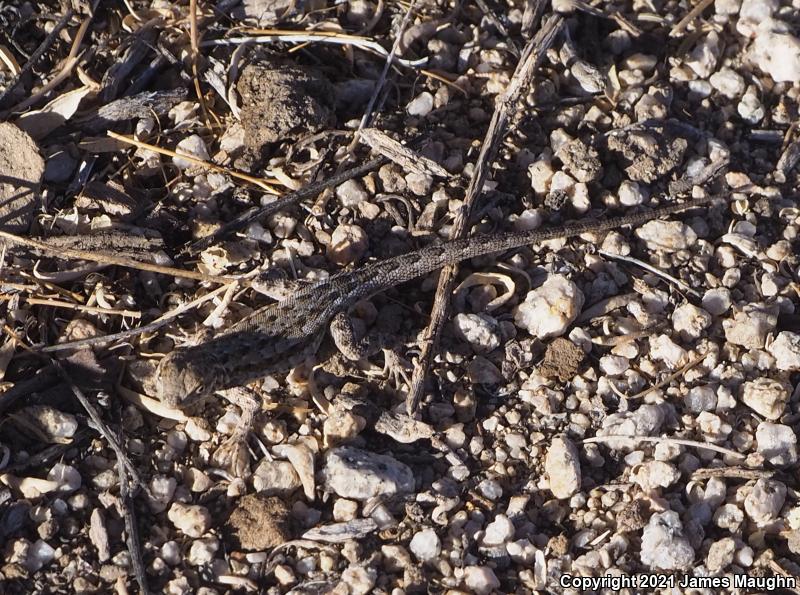 Western Side-blotched Lizard (Uta stansburiana elegans)