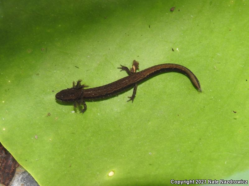 Dwarf Salamander (Eurycea quadridigitata)