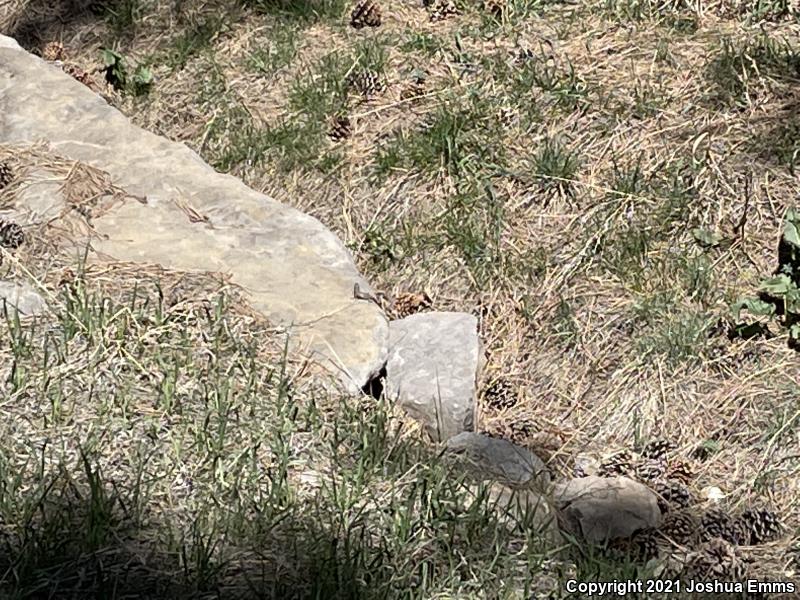 Southwestern Fence Lizard (Sceloporus cowlesi)