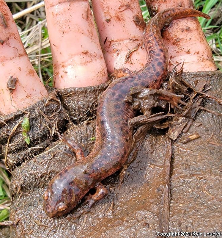 Northern Red Salamander (Pseudotriton ruber ruber)