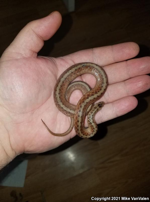 Northern Brownsnake (Storeria dekayi dekayi)