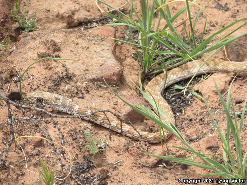 Red Racer (Coluber flagellum piceus)