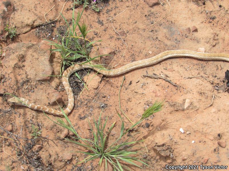 Red Racer (Coluber flagellum piceus)