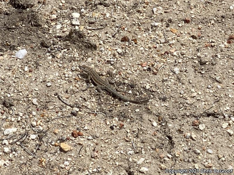 Western Side-blotched Lizard (Uta stansburiana elegans)