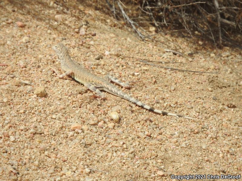 Western Zebra-tailed Lizard (Callisaurus draconoides rhodostictus)