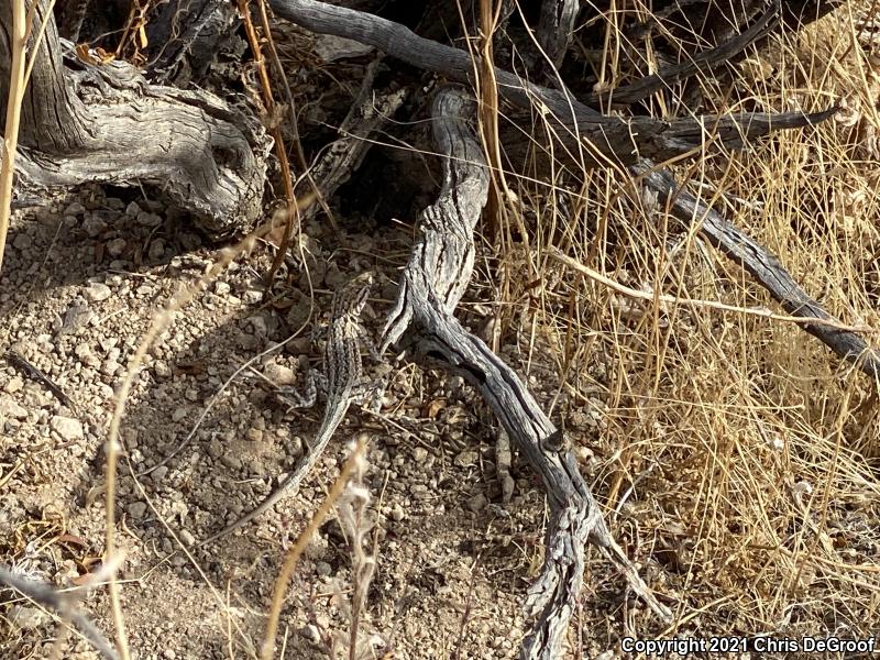 Western Side-blotched Lizard (Uta stansburiana elegans)