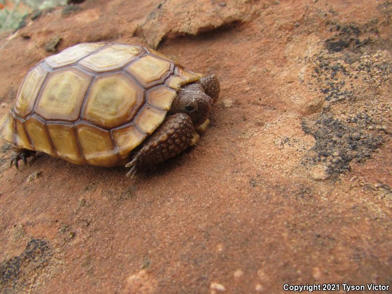 Desert Tortoise (Gopherus agassizii)
