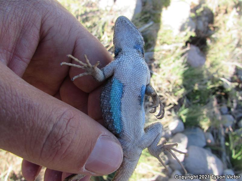 Plateau Fence Lizard (Sceloporus tristichus)