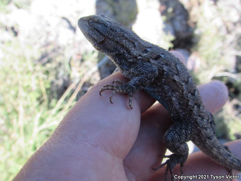 Plateau Fence Lizard (Sceloporus tristichus)