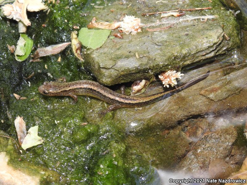 Northern Two-lined Salamander (Eurycea bislineata)