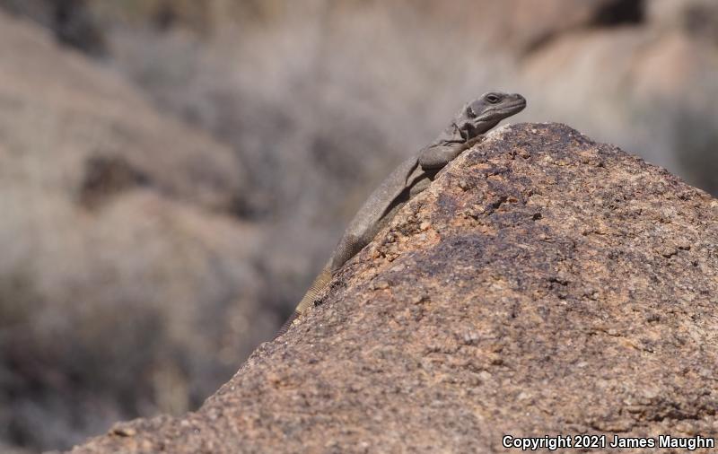 Common Chuckwalla (Sauromalus ater)