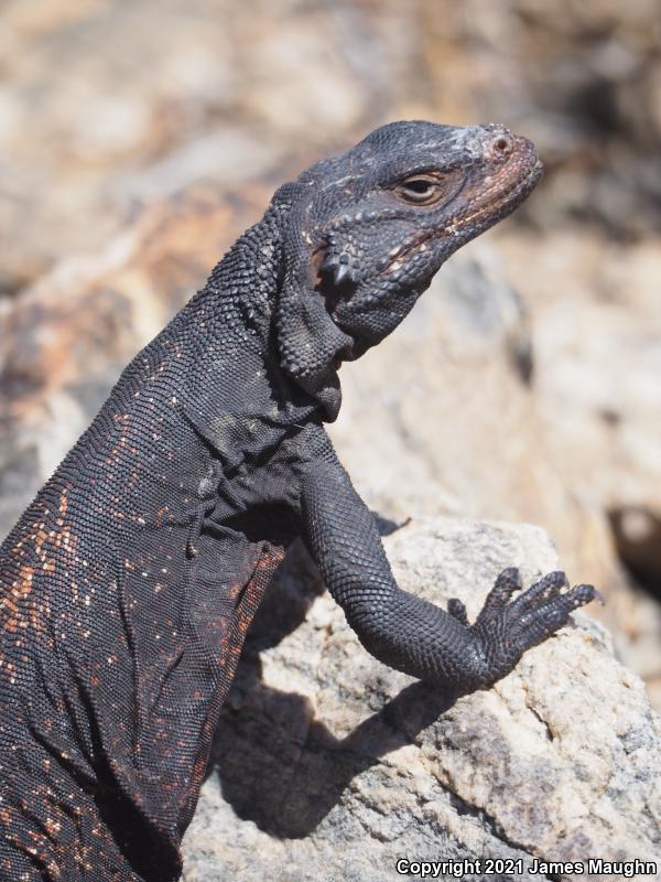 Common Chuckwalla (Sauromalus ater)