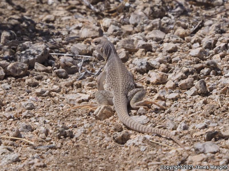 Northern Desert Iguana (Dipsosaurus dorsalis dorsalis)