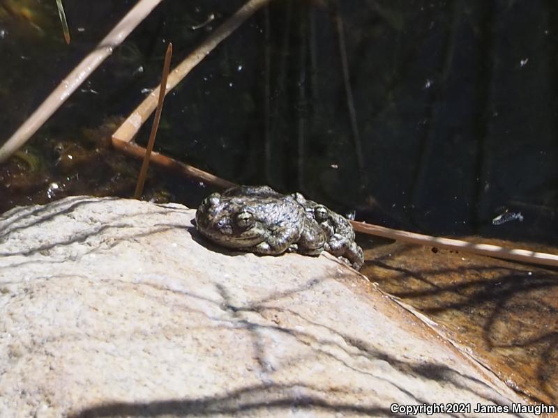 California Treefrog (Pseudacris cadaverina)