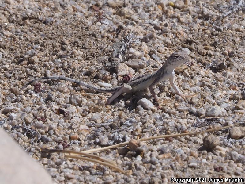 Western Zebra-tailed Lizard (Callisaurus draconoides rhodostictus)