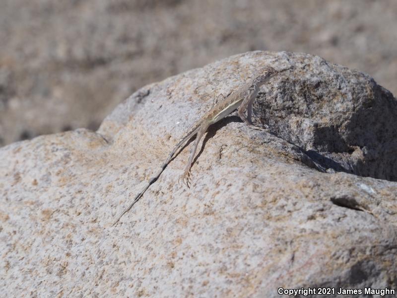 Western Zebra-tailed Lizard (Callisaurus draconoides rhodostictus)