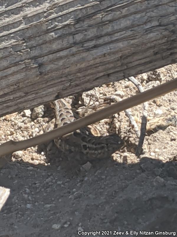 Western Side-blotched Lizard (Uta stansburiana elegans)