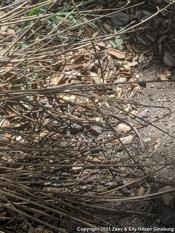 Great Basin Fence Lizard (Sceloporus occidentalis longipes)