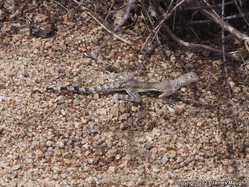 Western Zebra-tailed Lizard (Callisaurus draconoides rhodostictus)