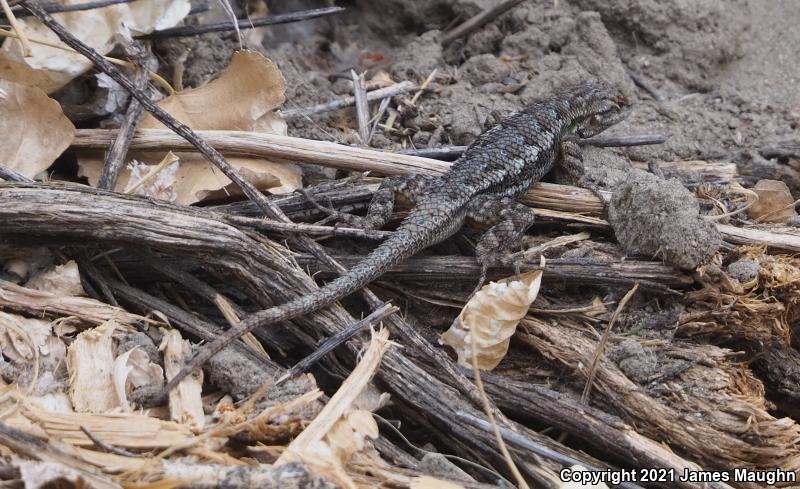 Great Basin Fence Lizard (Sceloporus occidentalis longipes)