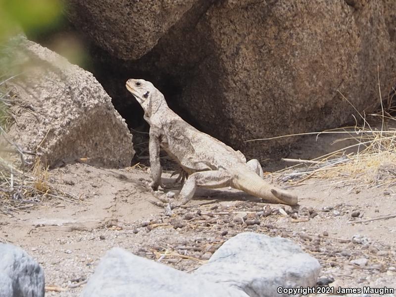 Common Chuckwalla (Sauromalus ater)