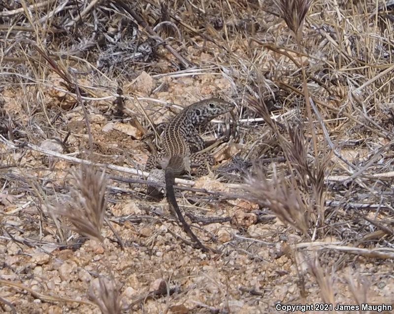 Great Basin Whiptail (Aspidoscelis tigris tigris)