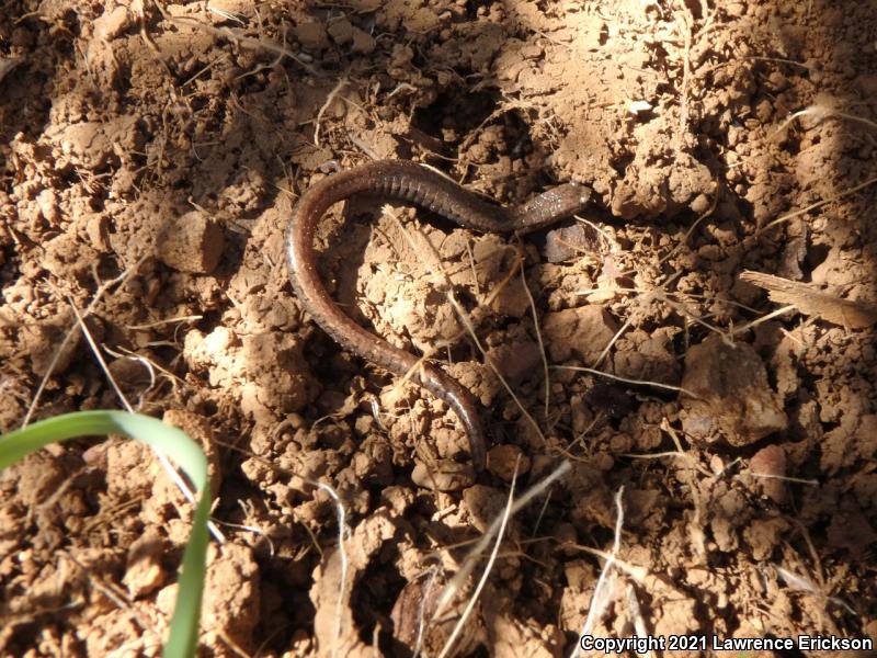 California Slender Salamander (Batrachoseps attenuatus)