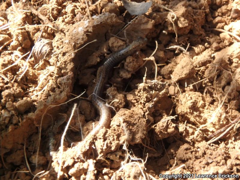 California Slender Salamander (Batrachoseps attenuatus)