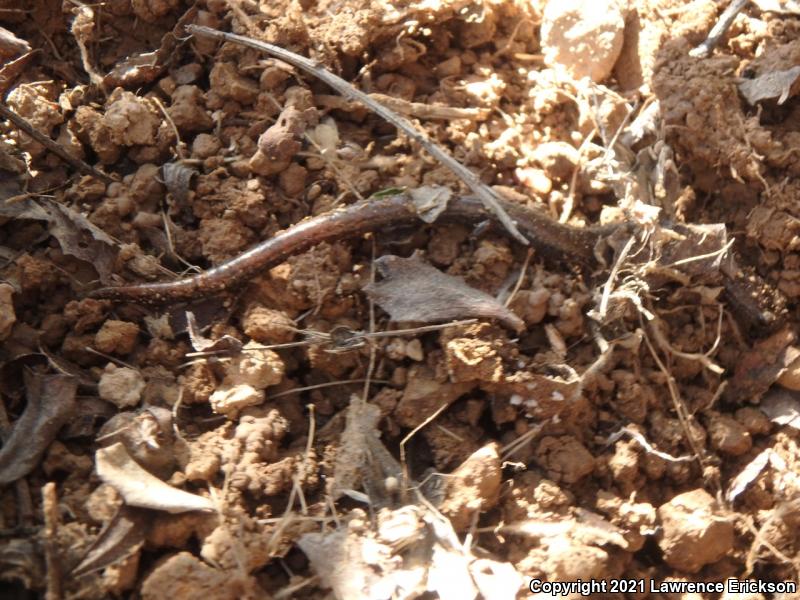 California Slender Salamander (Batrachoseps attenuatus)